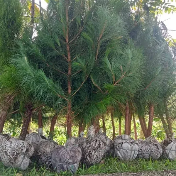 jual pohon pinus